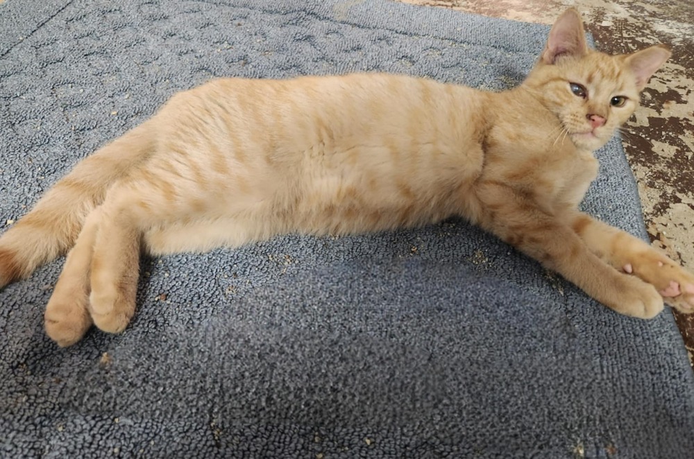 Cheddar, an adoptable American Shorthair in Emporia, KS, 66801 | Photo Image 2