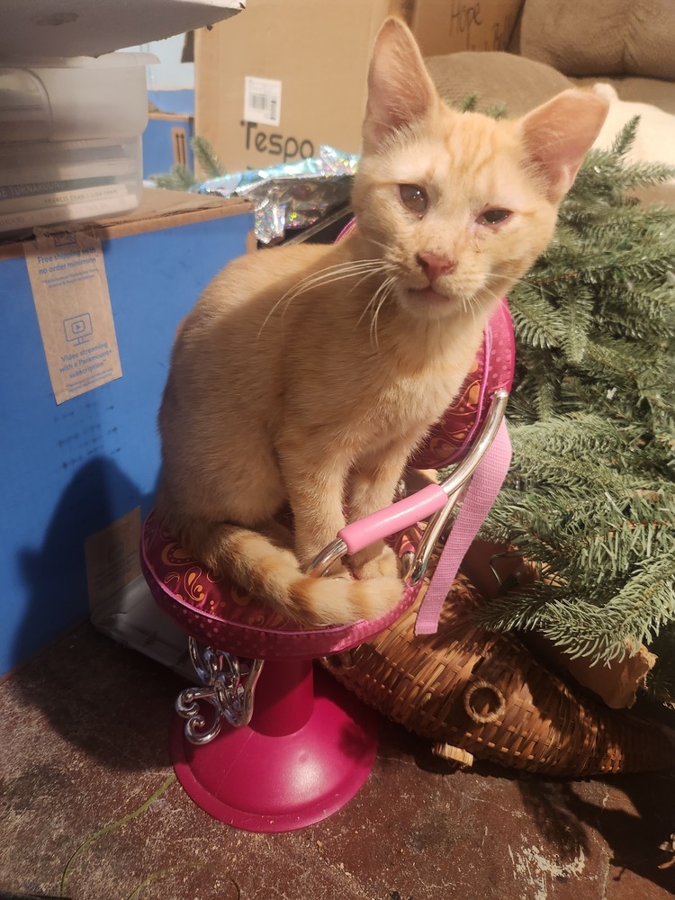 Cheddar, an adoptable American Shorthair in Emporia, KS, 66801 | Photo Image 3