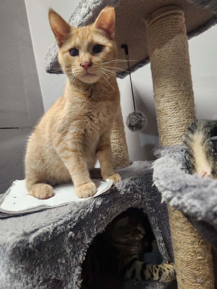 Cheddar, an adoptable American Shorthair in Emporia, KS, 66801 | Photo Image 4