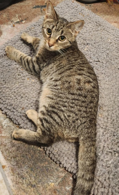 Georgia, an adoptable Domestic Short Hair in Emporia, KS, 66801 | Photo Image 1