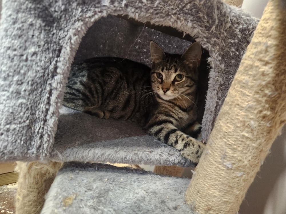 Georgia, an adoptable Domestic Short Hair in Emporia, KS, 66801 | Photo Image 2