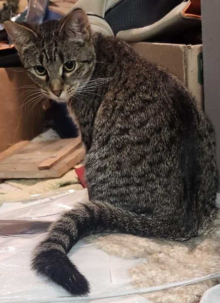 Georgia, an adoptable Domestic Short Hair in Emporia, KS, 66801 | Photo Image 3