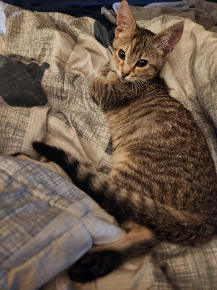 Peanut, an adoptable Domestic Short Hair in Emporia, KS, 66801 | Photo Image 1