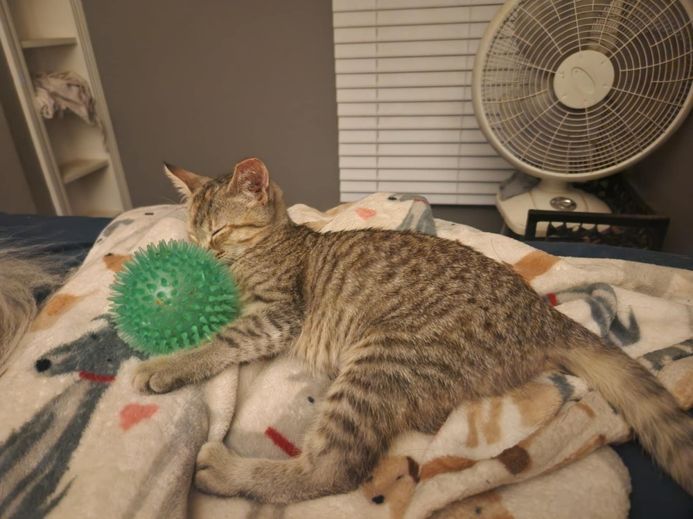 Peanut, an adoptable Domestic Short Hair in Emporia, KS, 66801 | Photo Image 2
