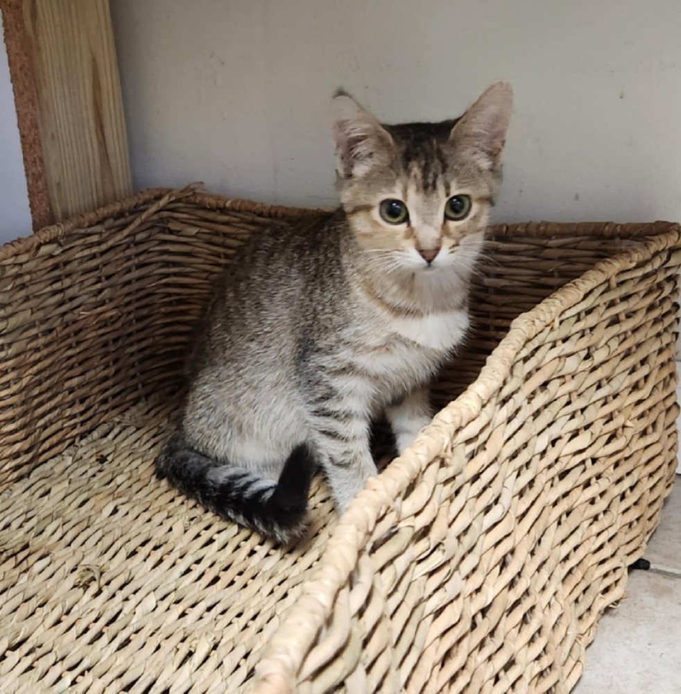 Peanut, an adoptable Domestic Short Hair in Emporia, KS, 66801 | Photo Image 5