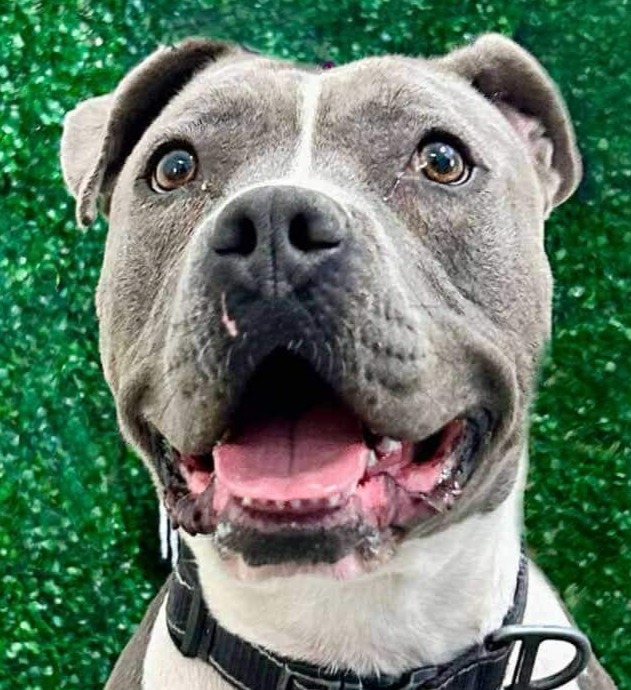 Valentina (CP) - Adopt Me!