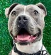 Valentina (CP) - Adopt Me! photo 1