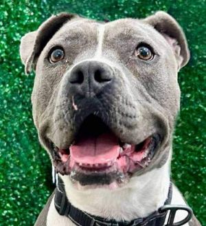 Valentina (CP) - Adopt Me!, Adult Female American Staffordshire Terrier