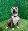 Valentina (CP) - Adopt Me! photo 2