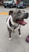 Valentina (CP) - Adopt Me! photo 4