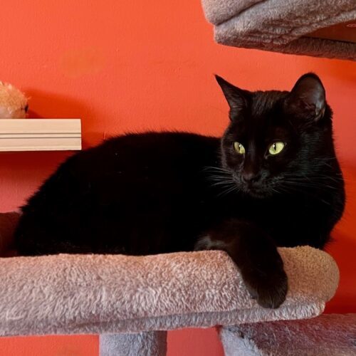 Willow