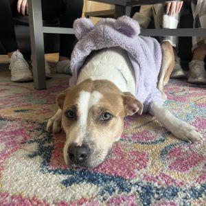 BROOKLYN Black Mouth Cur Dog