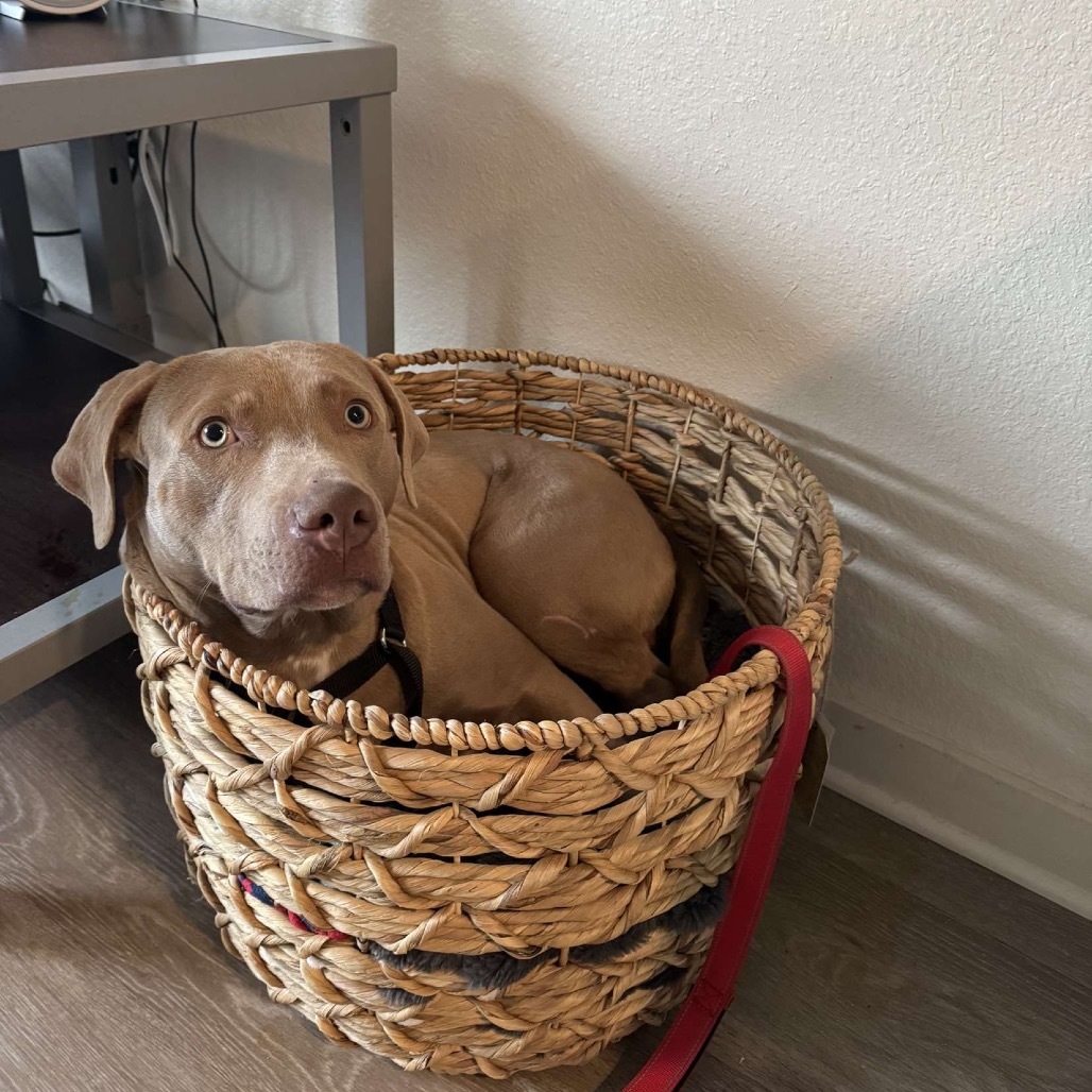 RIDGE, adoptable, Young Male Vizsla & Weimaraner.