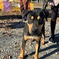 OAK Mixed Breed Dog