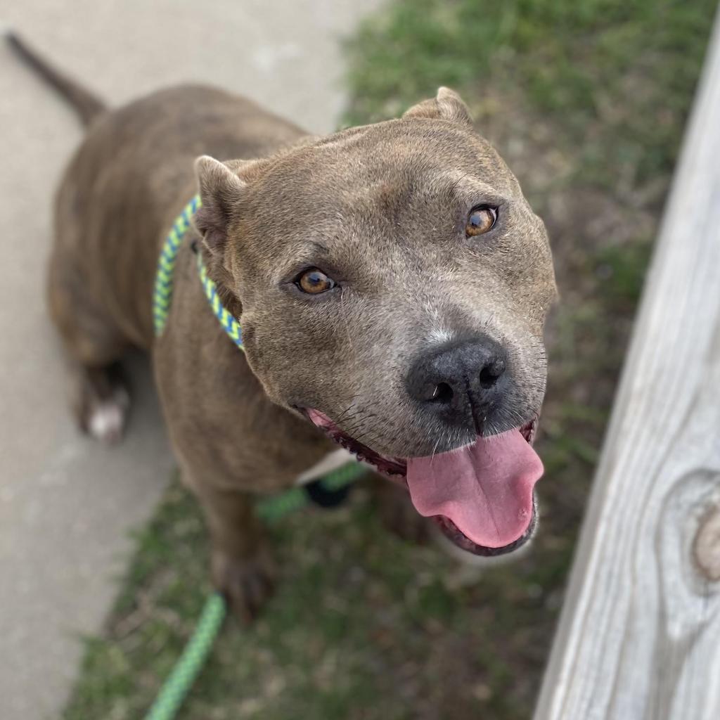 Dolly, an adoptable Pit Bull Terrier in Wichita, KS, 67278 | Photo Image 1