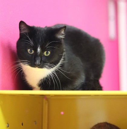 Casserole, an adoptable Domestic Short Hair in Walla Walla, WA, 99362 | Photo Image 2