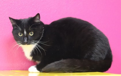 Casserole, an adoptable Domestic Short Hair in Walla Walla, WA, 99362 | Photo Image 3