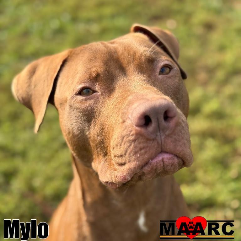 Mylo