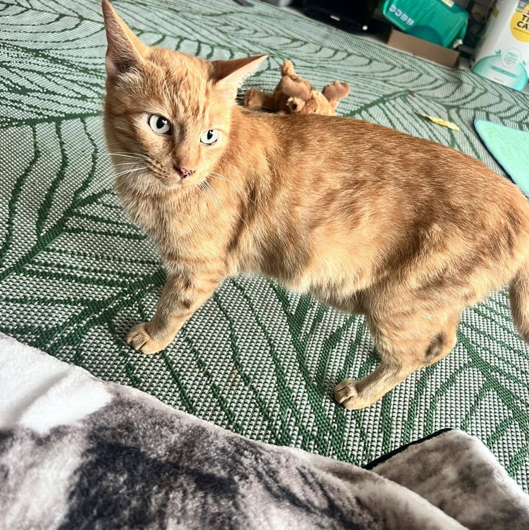 Saffron, an adoptable Domestic Short Hair in Shreveport, LA, 71119 | Photo Image 3