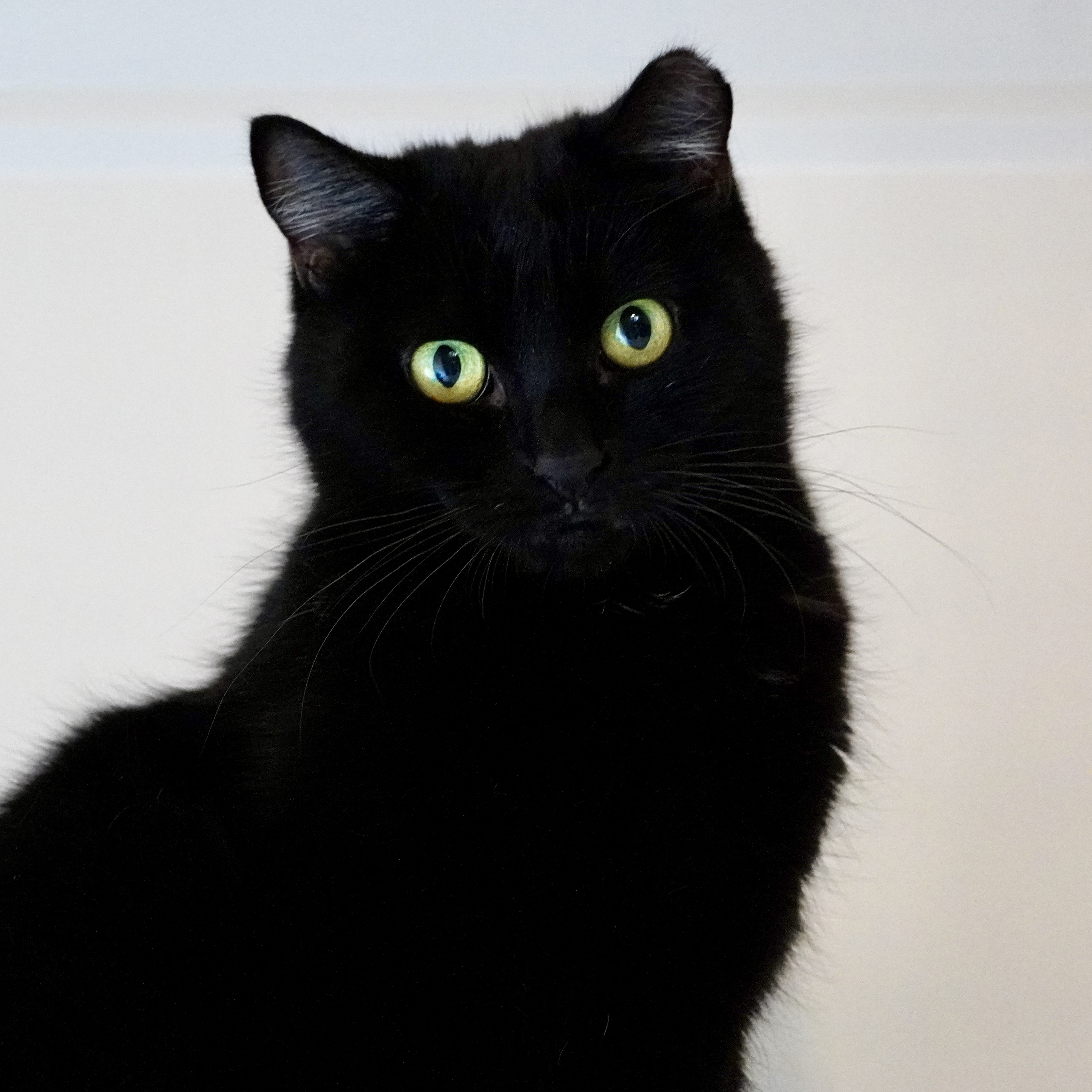 Eleanor (and Fry), an adoptable Domestic Short Hair in Santa Fe, NM, 87501 | Photo Image 1