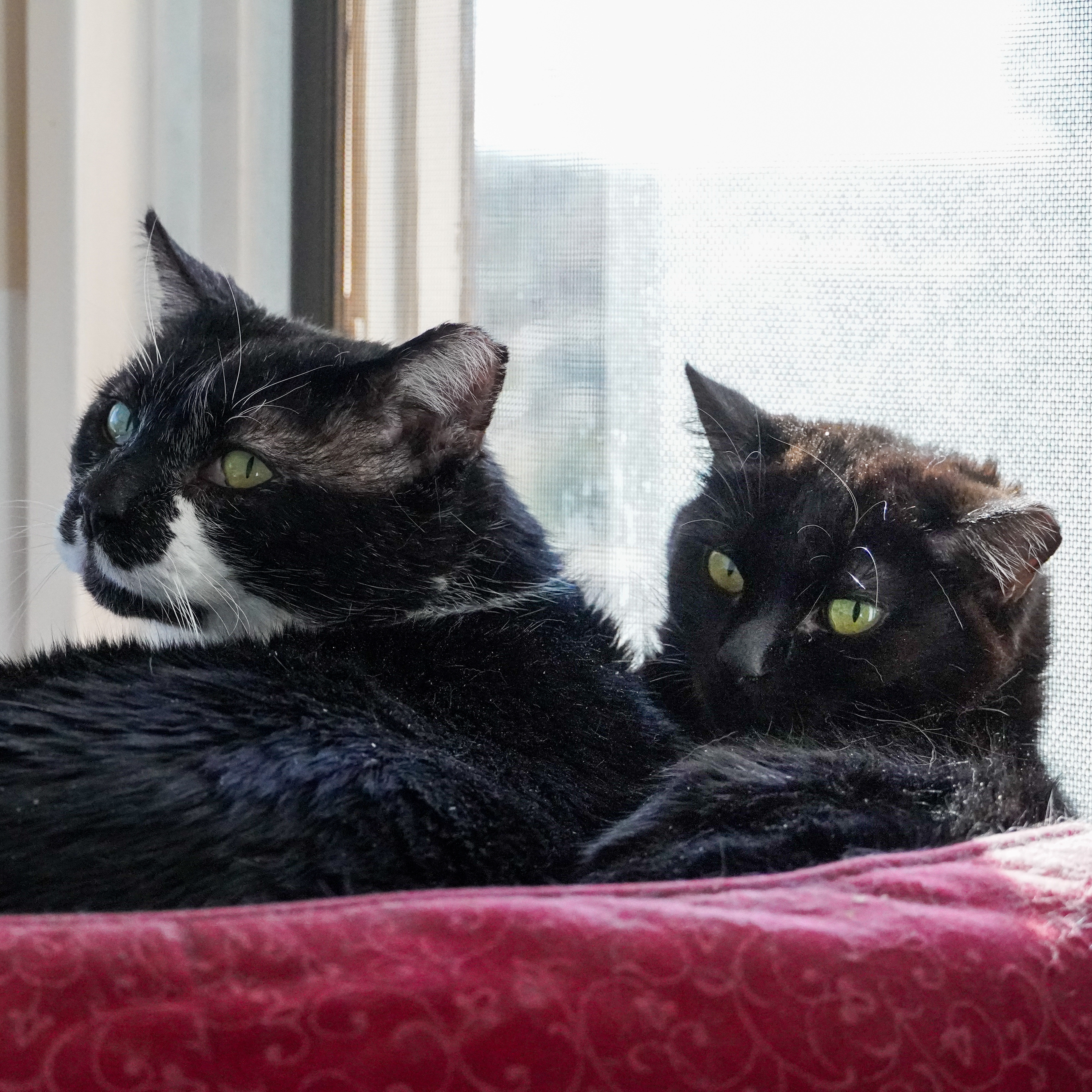 Eleanor (and Fry), an adoptable Domestic Short Hair in Santa Fe, NM, 87501 | Photo Image 2