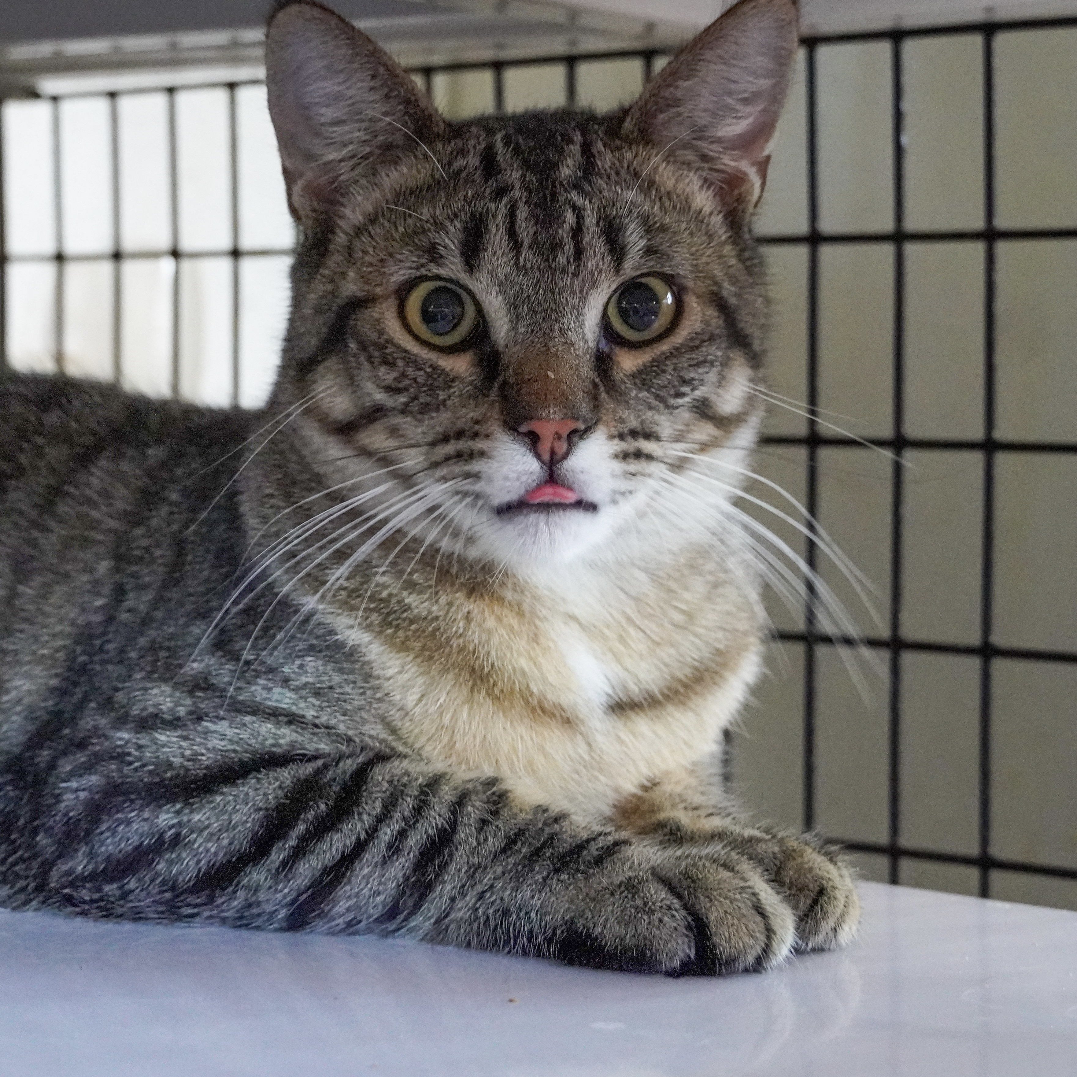 Duck, an adoptable Domestic Short Hair in Santa Fe, NM, 87501 | Photo Image 1