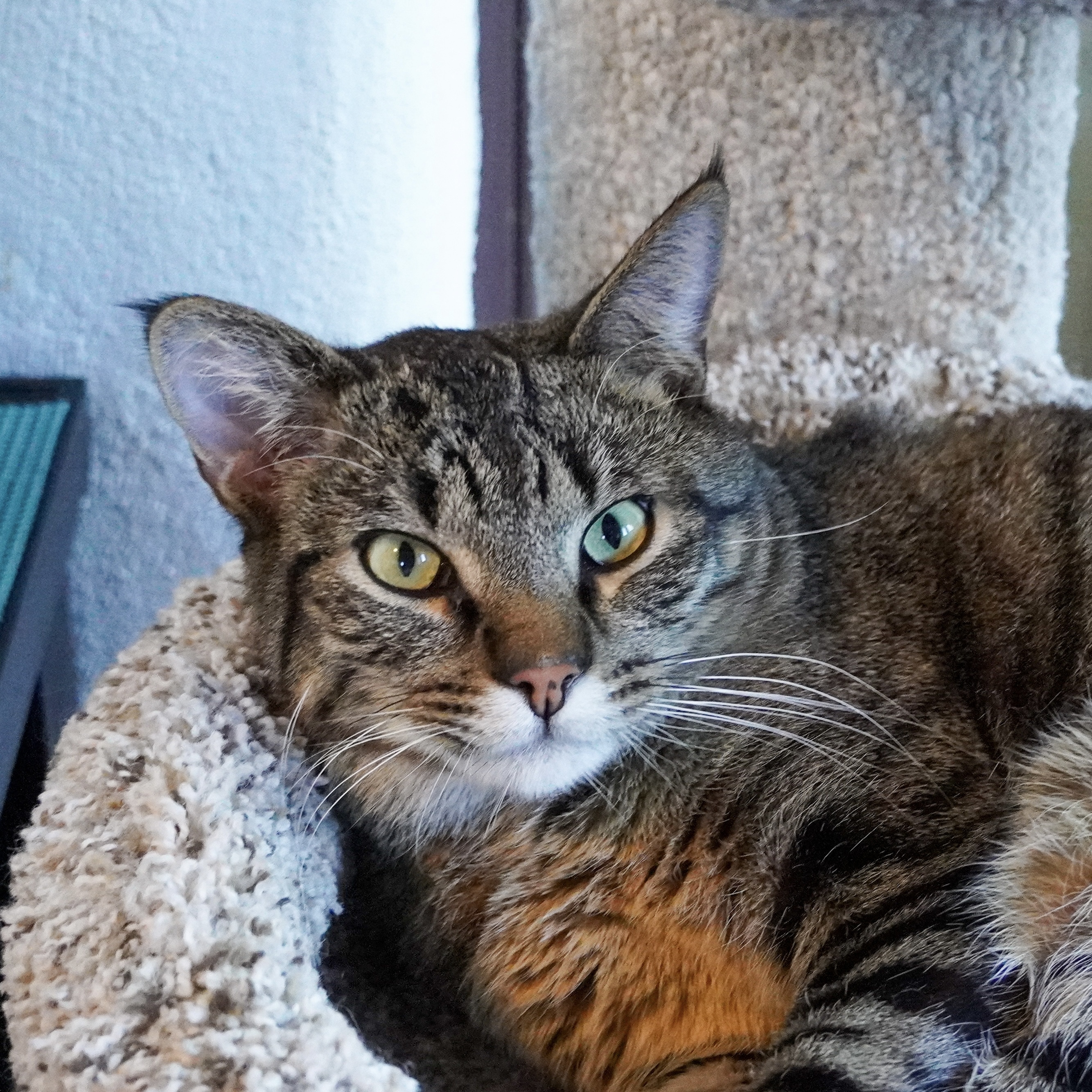 Duck, an adoptable Domestic Short Hair in Santa Fe, NM, 87501 | Photo Image 2