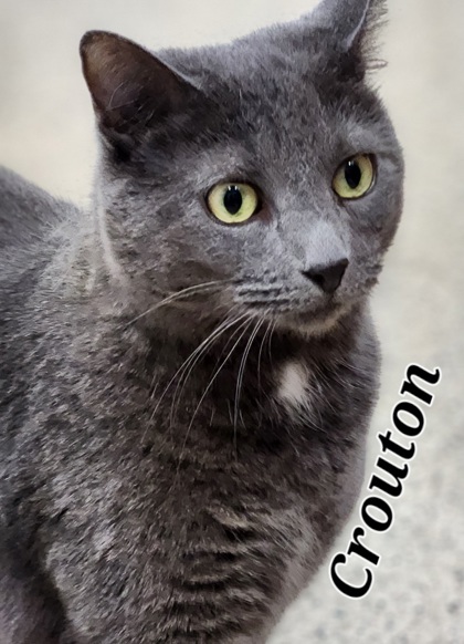 Crouton