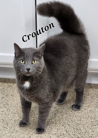 Crouton
