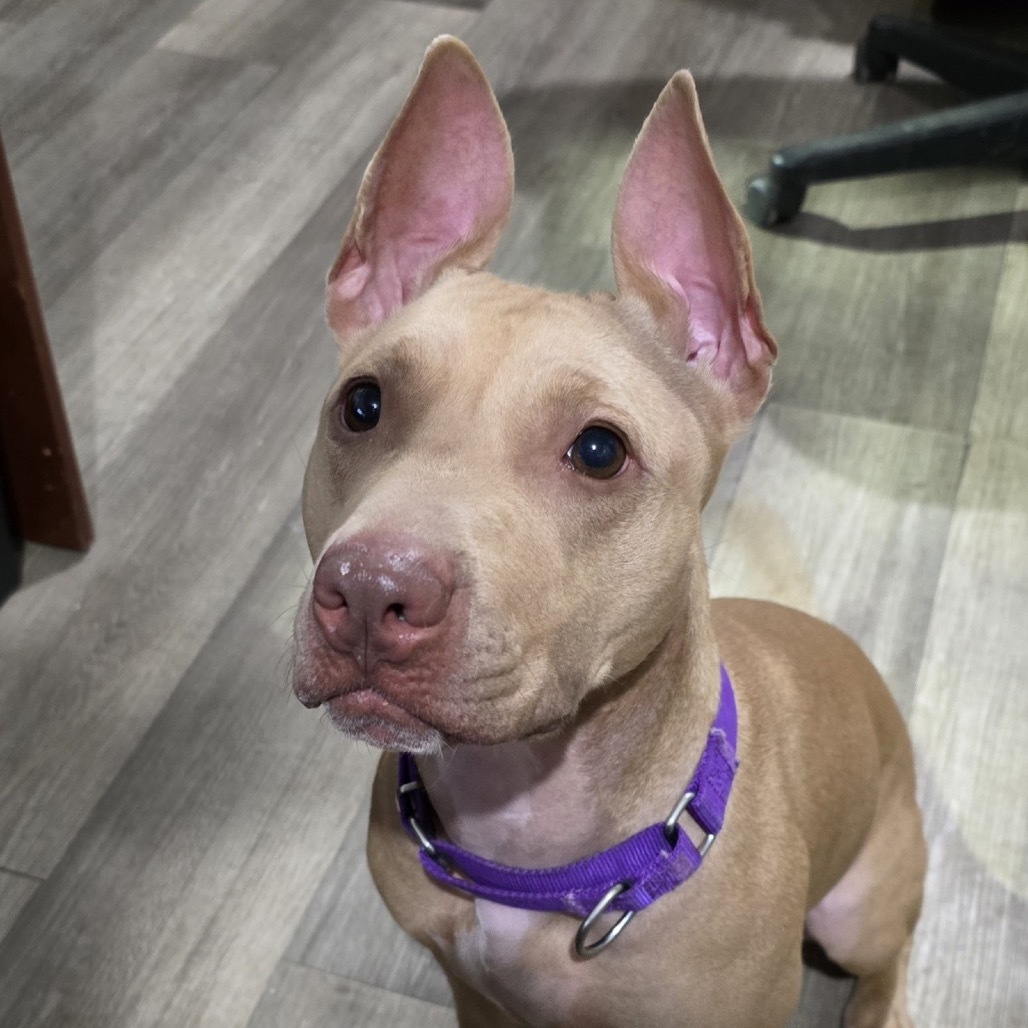Dove *my adoption fee has been partially sponsored*