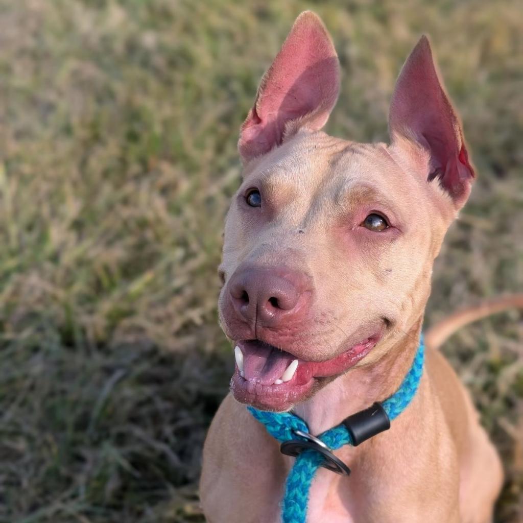 Dove *my adoption fee has been partially sponsored*