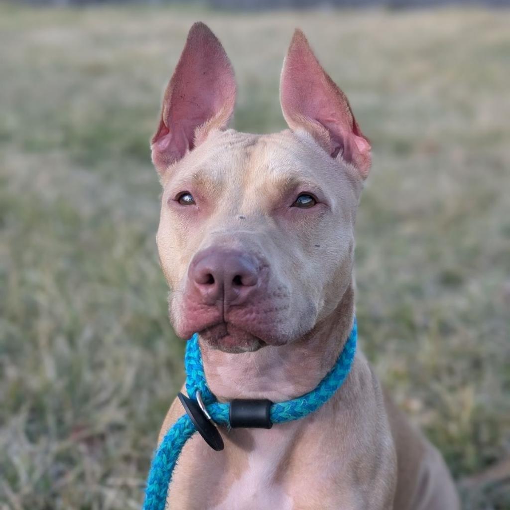 Dove *my adoption fee has been partially sponsored*