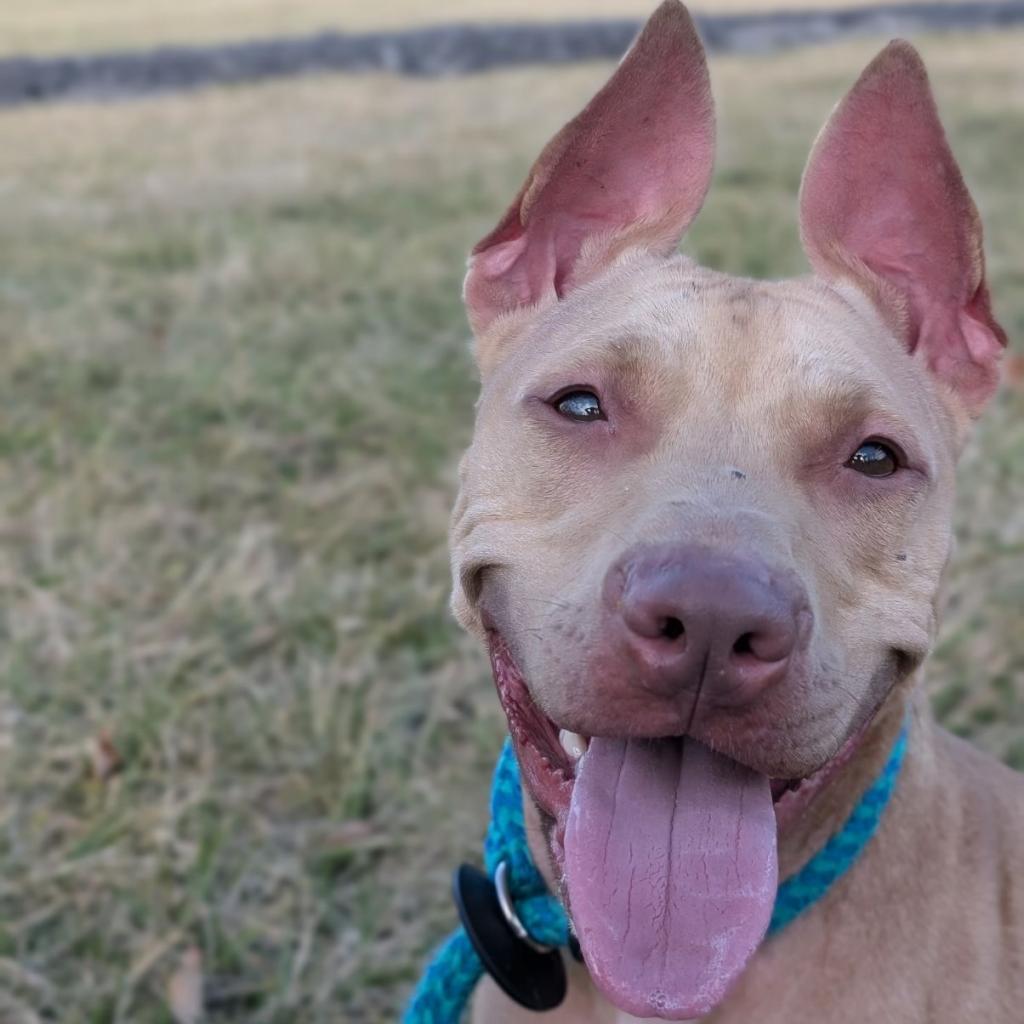 Dove *my adoption fee has been partially sponsored*