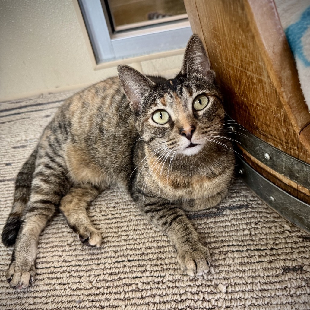 Magenta, an adoptable Domestic Short Hair in Fredericksburg, TX, 78624 | Photo Image 1