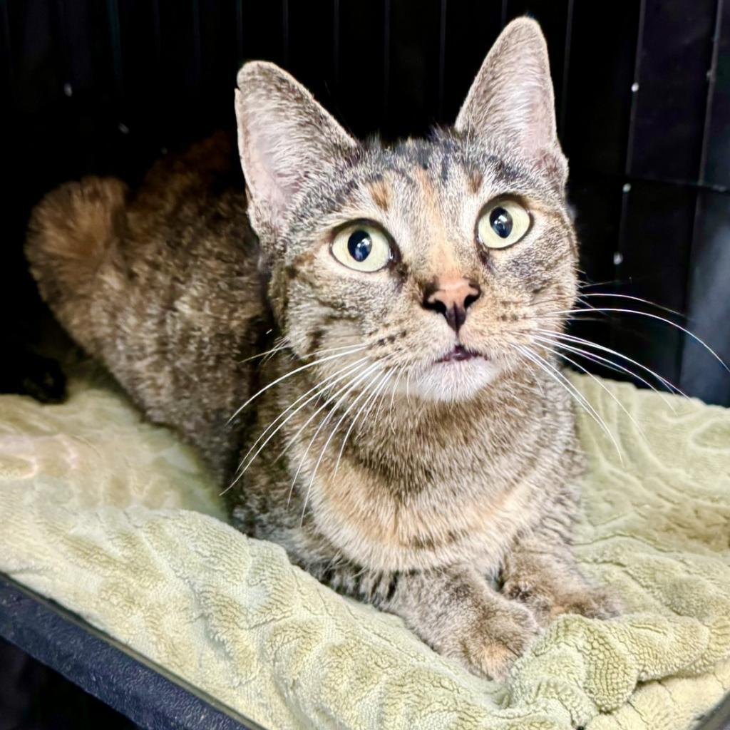 Magenta, an adoptable Domestic Short Hair in Fredericksburg, TX, 78624 | Photo Image 2