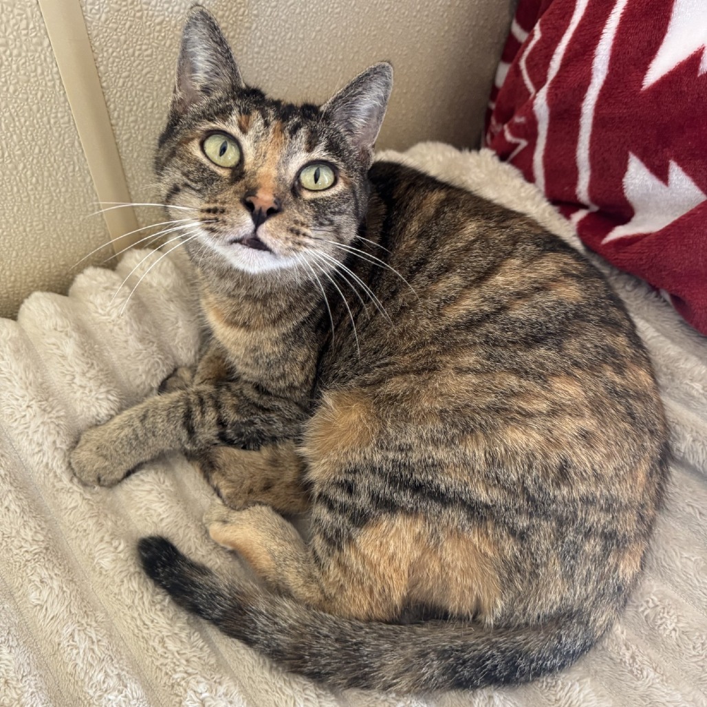 Magenta, an adoptable Domestic Short Hair in Fredericksburg, TX, 78624 | Photo Image 3