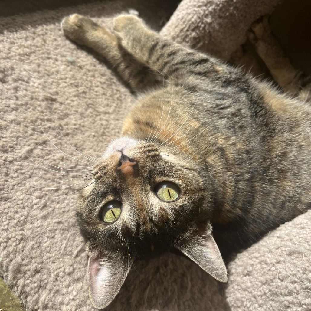 Magenta, an adoptable Domestic Short Hair in Fredericksburg, TX, 78624 | Photo Image 4
