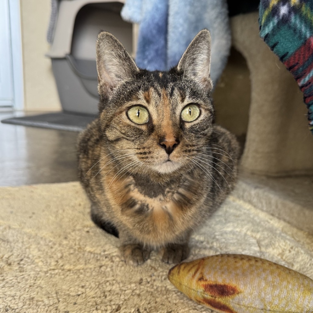 Magenta, an adoptable Domestic Short Hair in Fredericksburg, TX, 78624 | Photo Image 5
