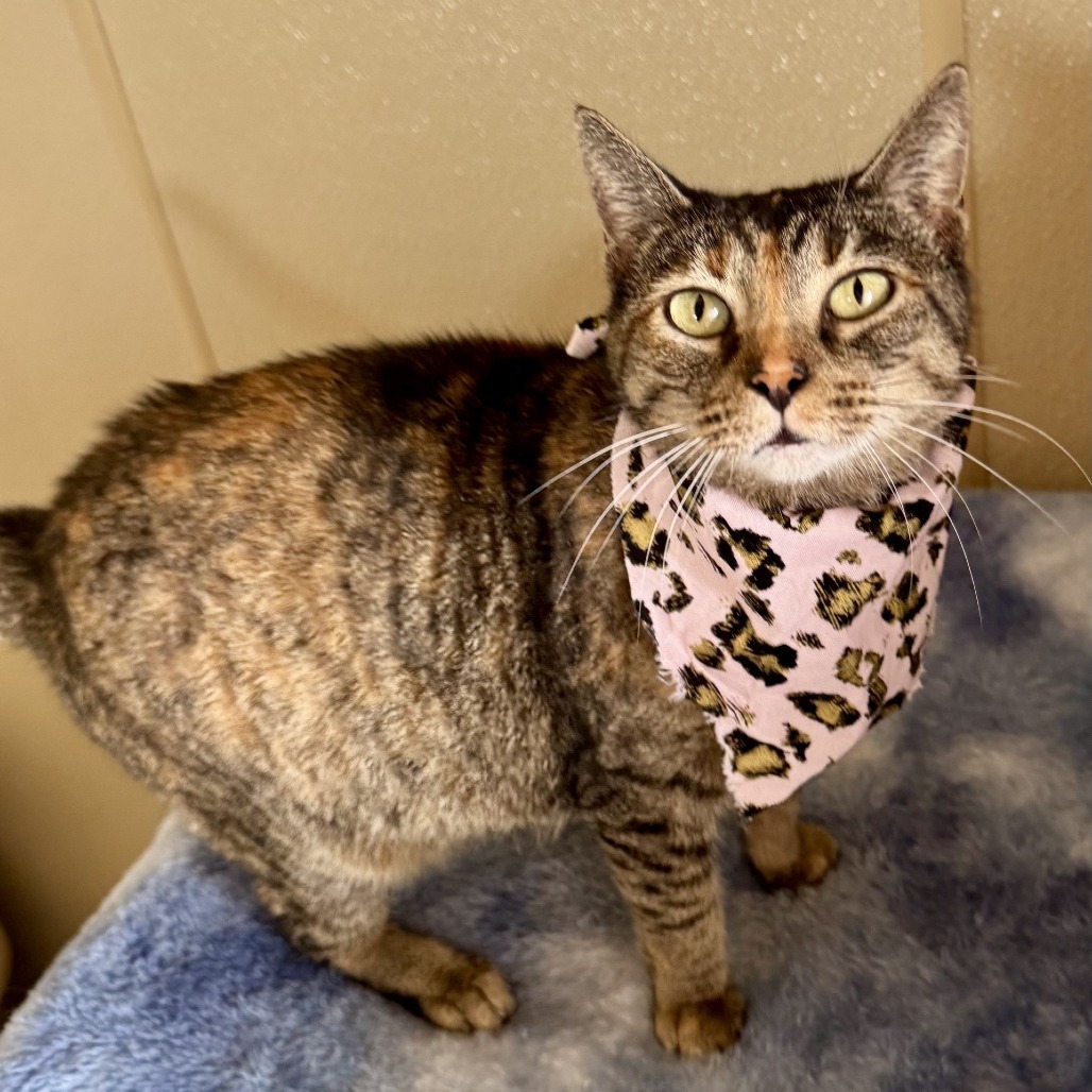 Magenta, an adoptable Domestic Short Hair in Fredericksburg, TX, 78624 | Photo Image 6
