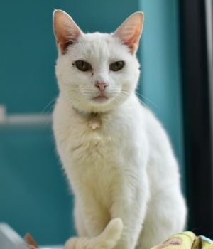 Laura Palmer came to us through another rescue Kudzu Cat Alliance Isnt she dreamy Much like her 