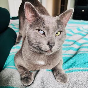 Ray Charles, Adult Male Russian Blue
