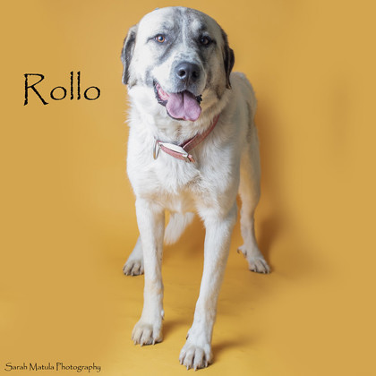 Rollo, an adoptable Great Pyrenees, Mixed Breed in Ruidoso, NM, 88345 | Photo Image 1