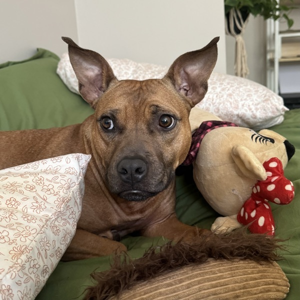 Greta