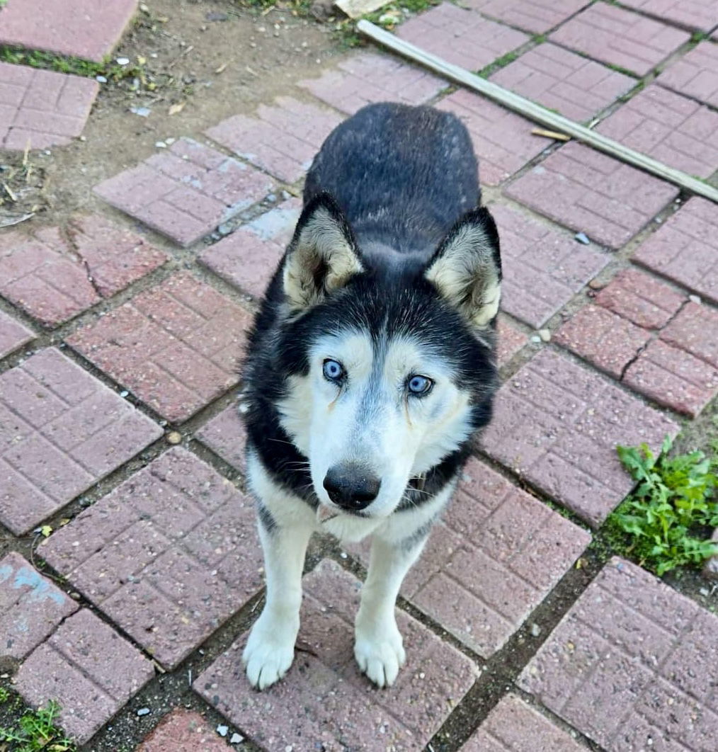 Jasmine, an adoptable Siberian Husky in Cedar Crest, NM, 87008 | Photo Image 1