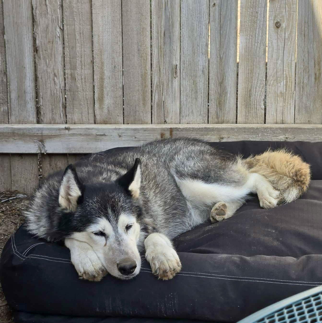 Jasmine, an adoptable Siberian Husky in Cedar Crest, NM, 87008 | Photo Image 2