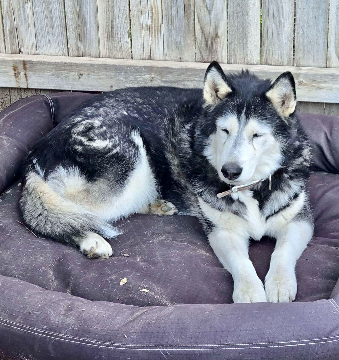 Jasmine, an adoptable Siberian Husky in Cedar Crest, NM, 87008 | Photo Image 3