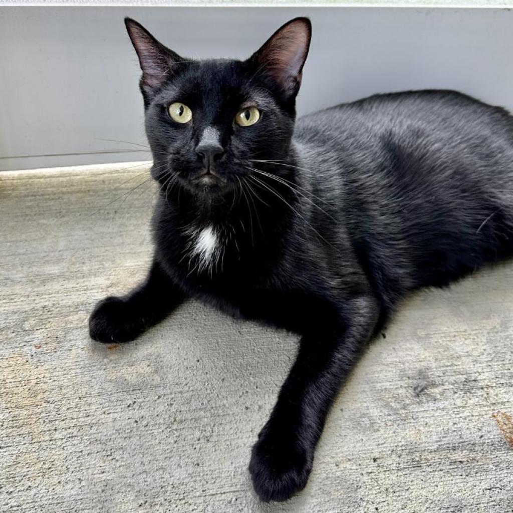 Liberty - available for Foster to Adopt