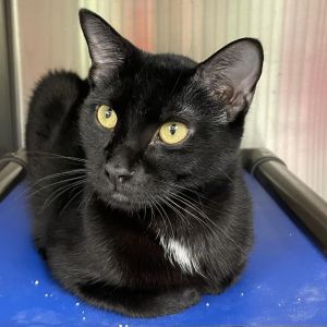Liberty - available for Foster to Adopt, Adult Male Domestic Short Hair