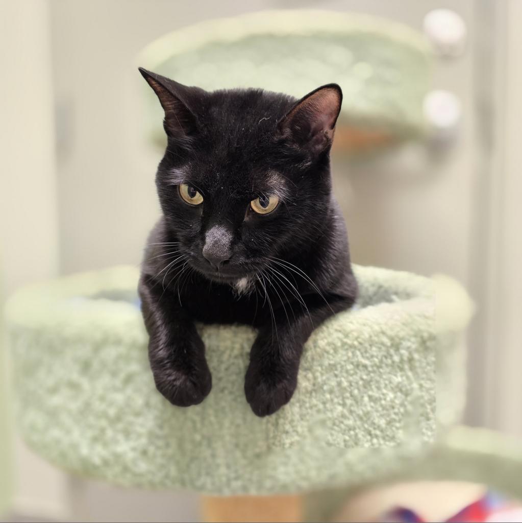 Liberty - available for Foster to Adopt