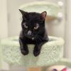Liberty - available for Foster to Adopt photo 2